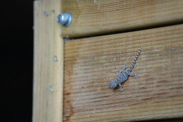 lizard on a door in italy florence