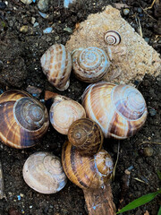Group of snails in the garden. Snails are crawling on the ground