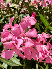 Pink oleander flowers in a garden on sunny summer day