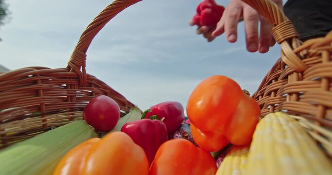 A farmer's hand places vegetables into a woven basket, captured from inside the basket. Concept of fresh seasonal vegetables.