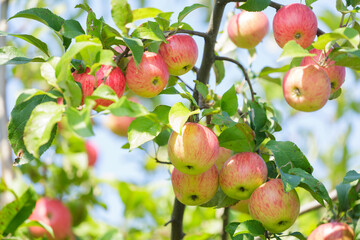 fresh ripe apples hanging on tree in orchard garden