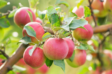 branch of ripening apples hanging on tree on green background in orchard garden