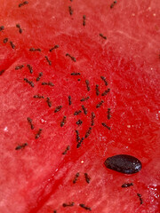  Close up of red watermelon with black ants on it. Macro