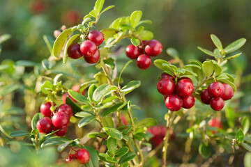 bush of fresh wild ripe cowberry in a forest