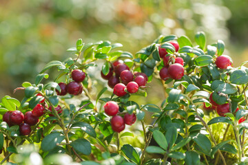 bush of wild ripe cowberry in a forest