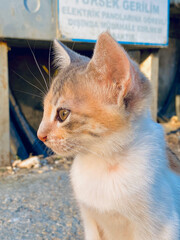 Cute little kitten sitting on the street. Selective focus