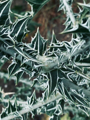Detail of a thorny thistle plant in the garden