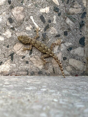 Little lizard on the cement floor in the park. Close up