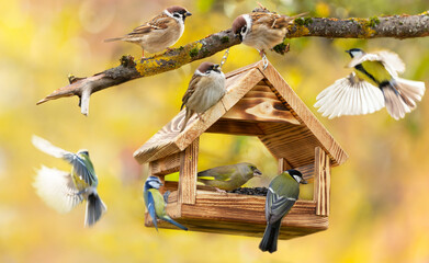 Little birds feeding on a bird feeder with sunflower seeds on autumn background. Great tit, blue...