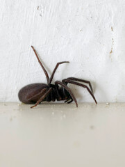 spider on white wall, closeup of photo with shallow depth of field.