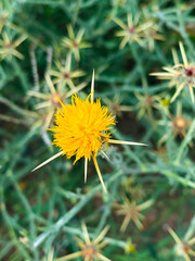 Yellow flower of Thistle (Cirsium vulgare)