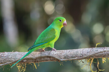 Plain Parakeet or Periquito Rico bird  of the Atlantic Forest - South East Brazil - South America(Brotogeris tirica)