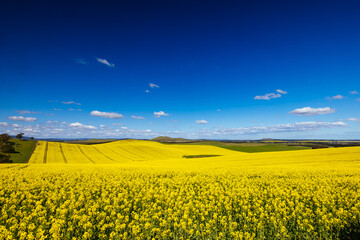 Obraz premium Fields of Canola in Victoria Australia