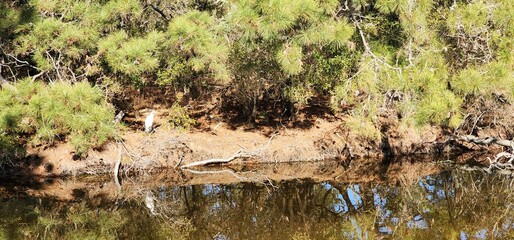 Assateague Island, Chincoteague