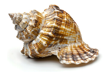 Obraz premium Beautiful exotic sea shell isolated on white, A large shell placed on a white surface, suitable for use in still life photography, product displays or decorative arrangements, 
