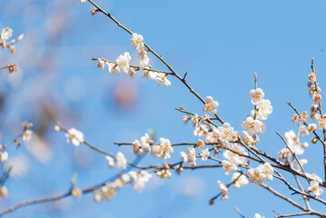 White cherry blossom Pastel flower floral soft nature bloom blurred background. Romance flower plum tree botanical bloom spring season. Beauty Cherry blossom petals plant beautiful Flowering garden