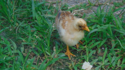 Un petit poussin marche dans l'herbe