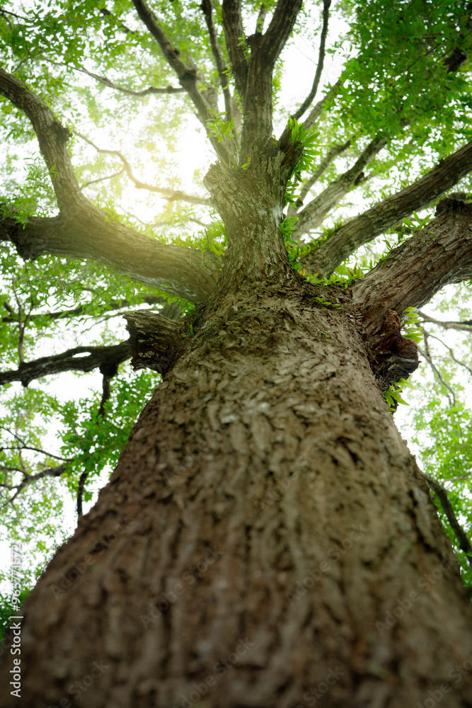 Wall mural bottom view of tree trunk in tropical forest. towering tree symbolizing oxygen production and carbon