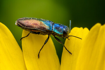 jewel beetle - Anthaxia suzannae, beautiful tiny beetle with metallic trusses from European meadows and gardens, Zlin, Czech Republic.