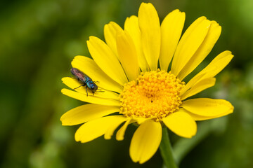 jewel beetle - Anthaxia suzannae, beautiful tiny beetle with metallic trusses from European meadows and gardens, Zlin, Czech Republic.