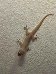 Lizard on a wall