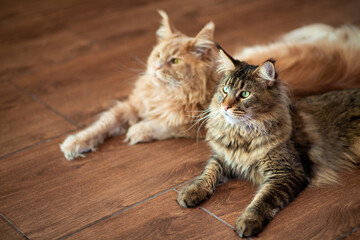 Portrait of a cute gray and red tabby Maine Coon kitten lying on the floor