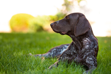 Brown with white patches female Kurzhaar lies on a green lawn