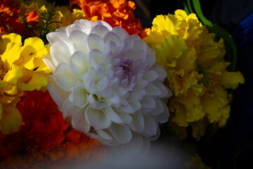 Large white dahlia flower surrounded by bright yellow crocus flowers