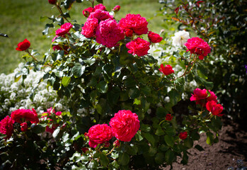 Bush of white and bright single rose on blurred background of grass