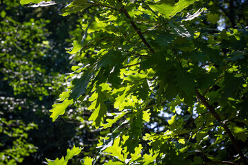 Green oak leaves on a green background illuminated by the sun