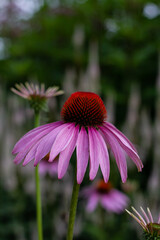 Big pink flower on a blurred background