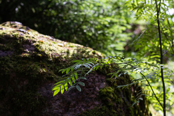 Forest landscape trees on the background of stones overgrown with moss on a blurred green background