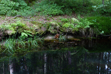 squirrel drinking water on the bank of a small lake against the background of grass