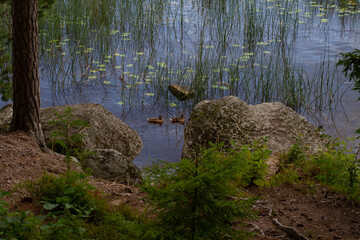 View of the pond and large rocks on the shore