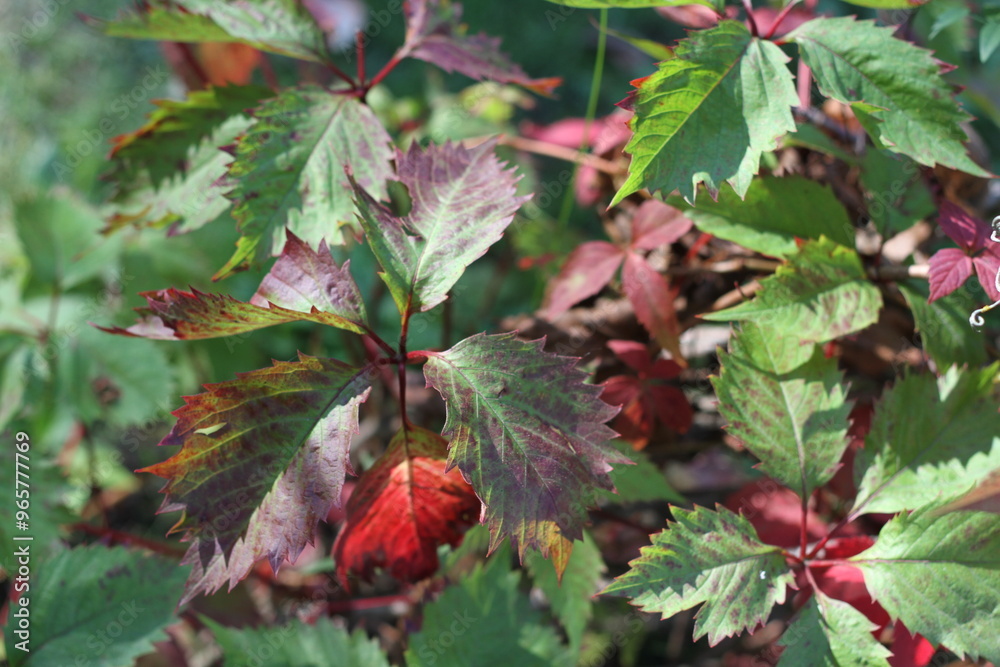 Wall mural colorful grape leaves in autumn on blurred green background