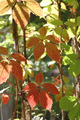 Red grape leaves on blurred green grass background