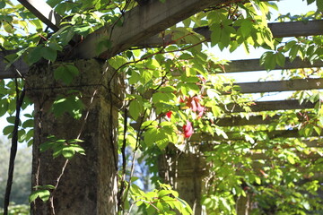 Grape leaves hanging down on blurred green background of grass and wall