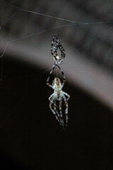 spider on a web