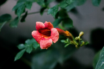 red flower in the garden
