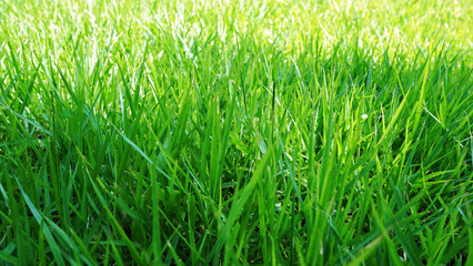 Fresh Green Grass and Natural Landscape