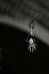 spider on web