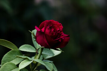 single red rose