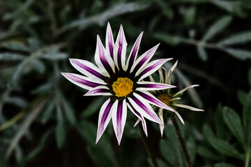 flower in the garden