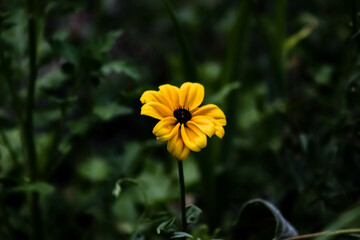 yellow flower in the garden