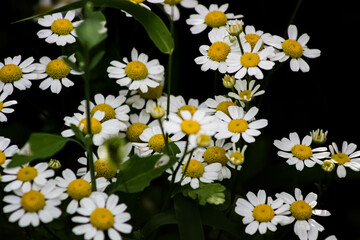 white and yellow flowers