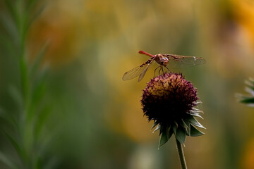 red dragonfly on a flower