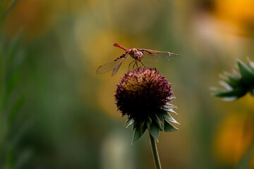 red dragonfly on a flower