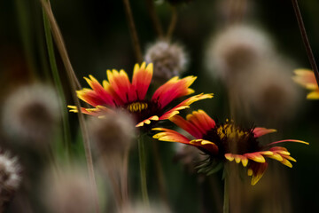 orange flower in the garden