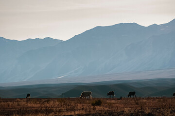 cows in the mountains