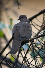 bird on a wire
